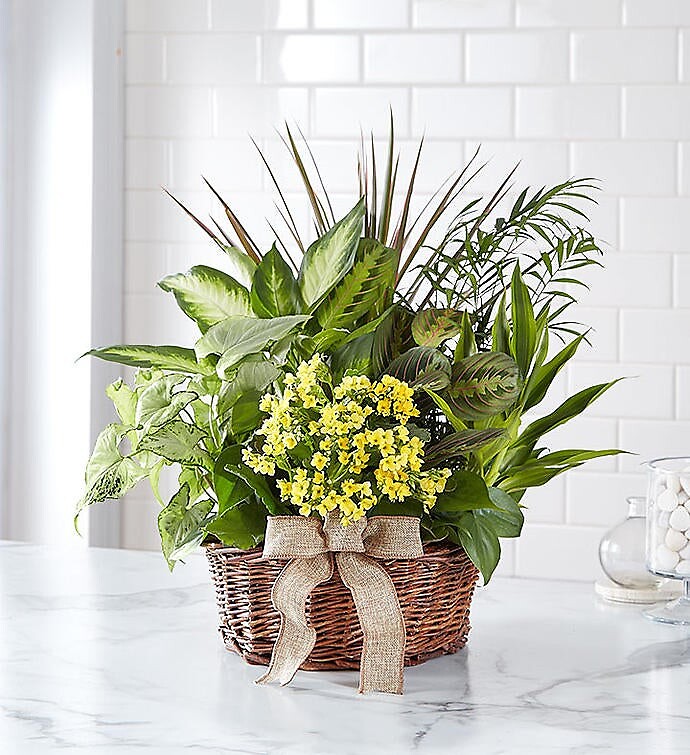 European Sympathy Dish Garden