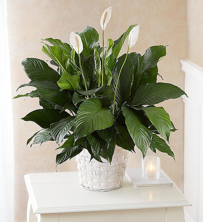 Spathiphyllum Plant for Sympathy