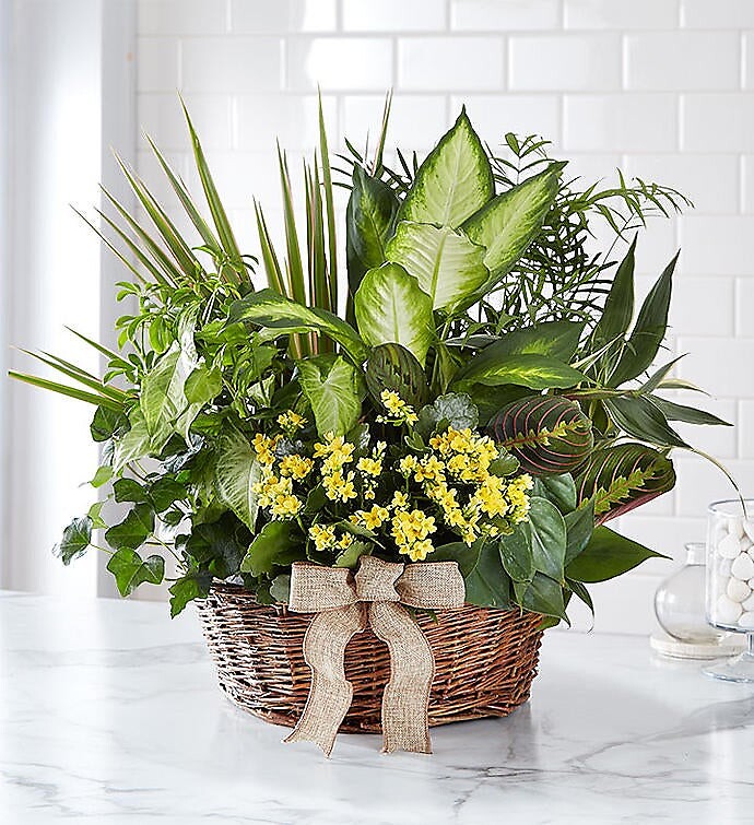 European Sympathy Dish Garden