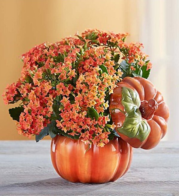 Pumpkin Patch Kalanchoe&amp;trade;