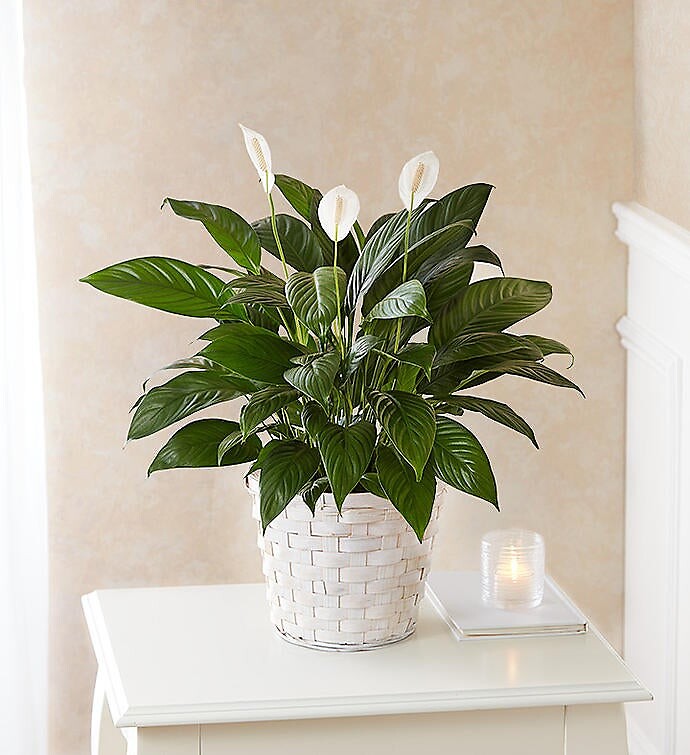 Spathiphyllum Plant for Sympathy