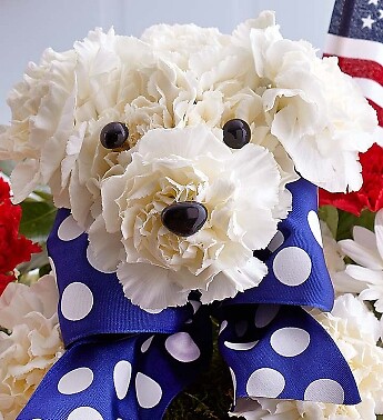 Yankee Doodle Doggie