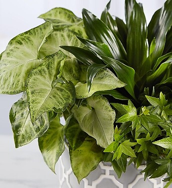 Real Simple Dish Garden