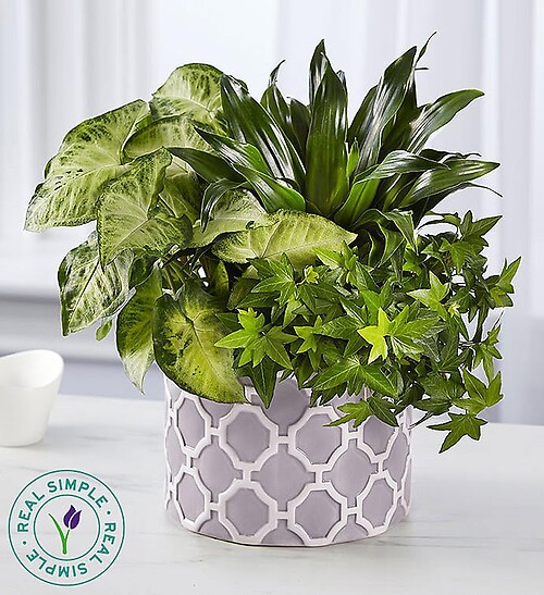 Real Simple Dish Garden for Sympathy