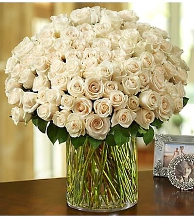 100 PREMIUM WHITE ROSES IN THE VASE