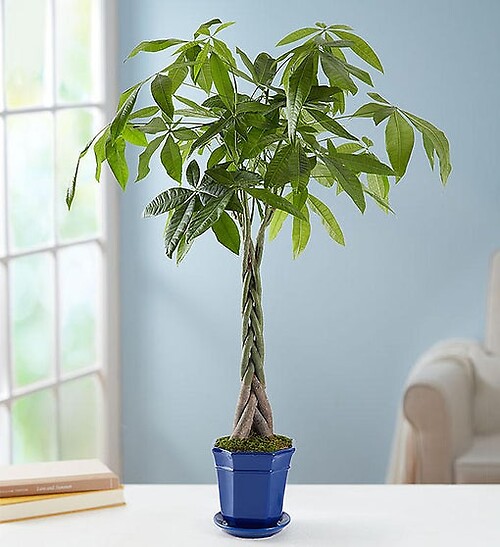 Money Tree