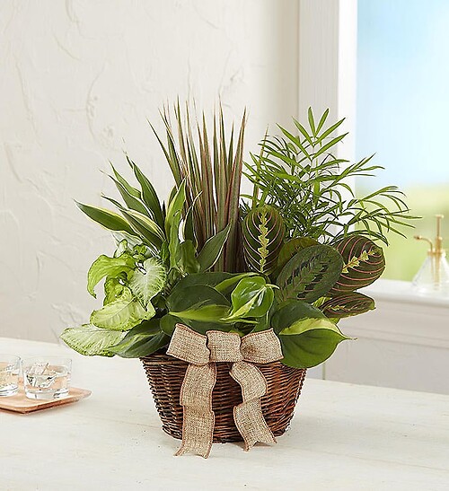 Classic Sympathy Dish Garden