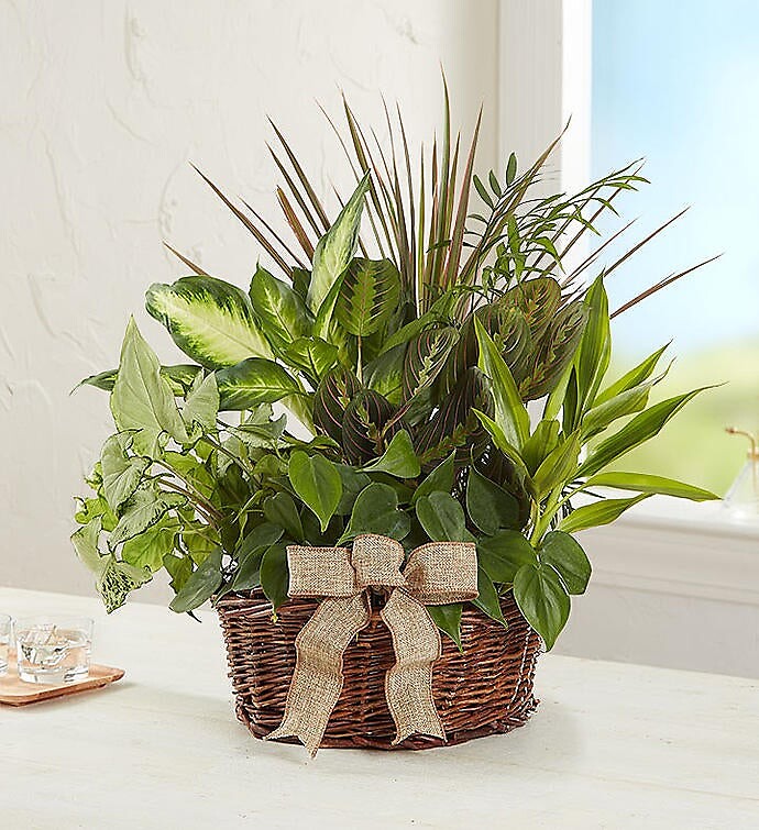 Classic Sympathy Dish Garden