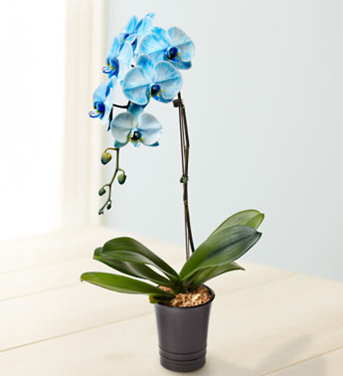 Blue Orchid for Sympathy