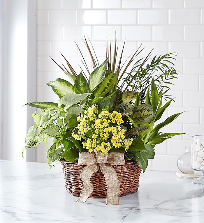 European Sympathy Dish Garden