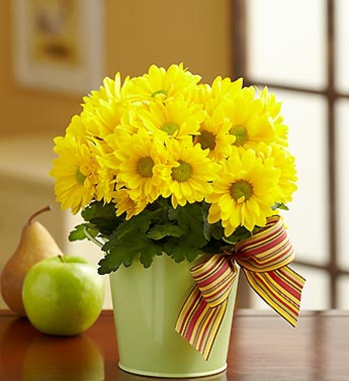 Fall Mum in Green Planter