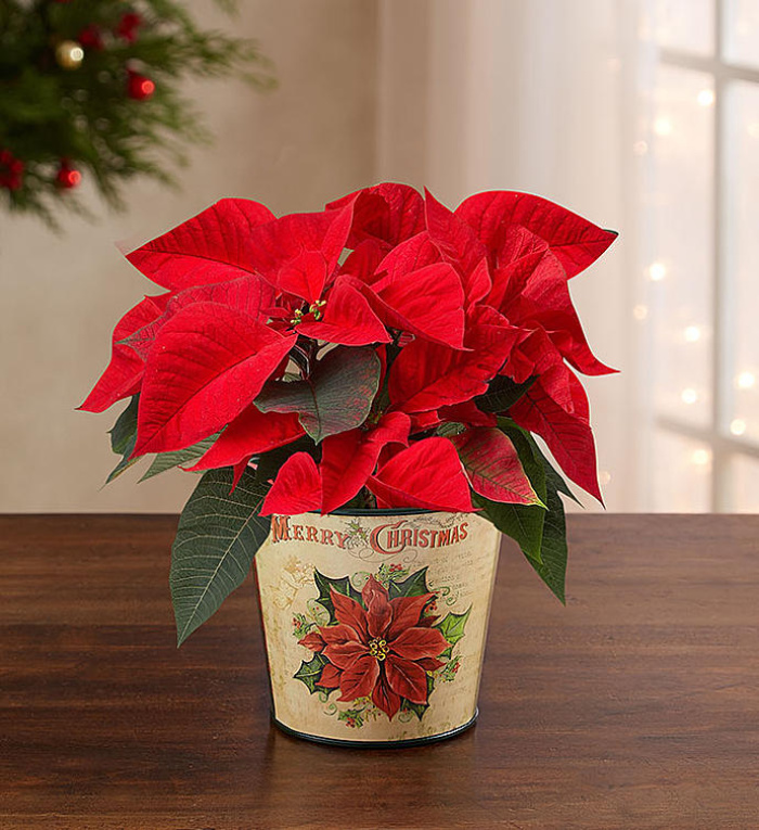 Holiday Traditions Poinsettia