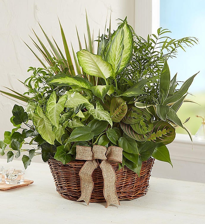 Classic Sympathy Dish Garden