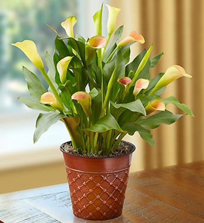 Modern Mango Calla Lily