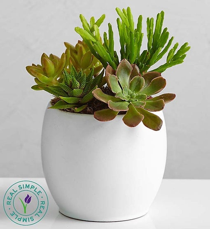 Succulent Garden by Real Simple
