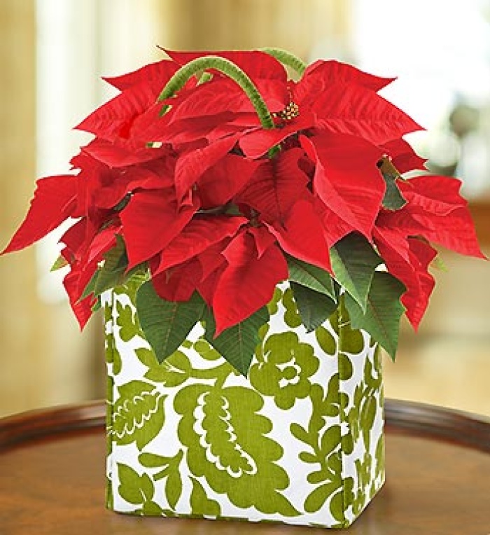 Poinsettia Plant in a Tote