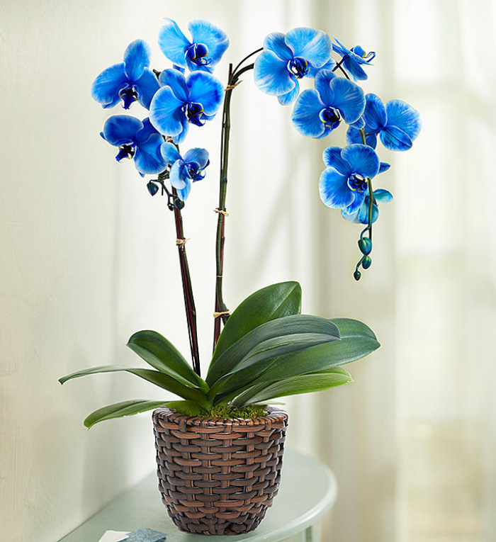 Beautiful Blue Phalaenopsis Orchid