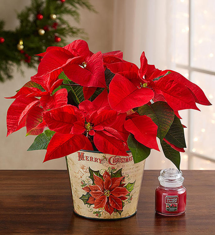 Holiday Traditions Poinsettia