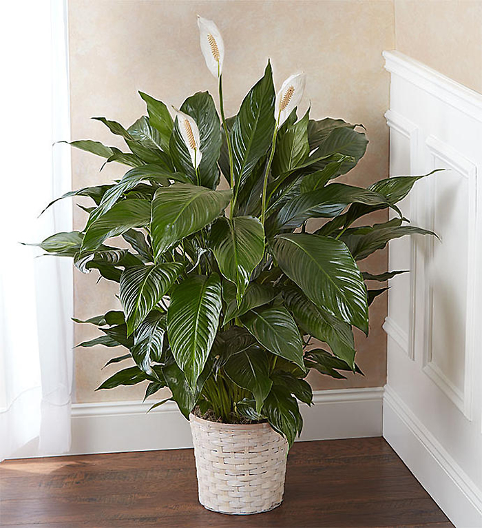 Spathiphyllum Plant for Sympathy