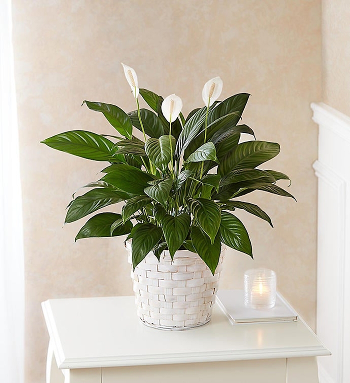 Spathiphyllum Plant for Sympathy