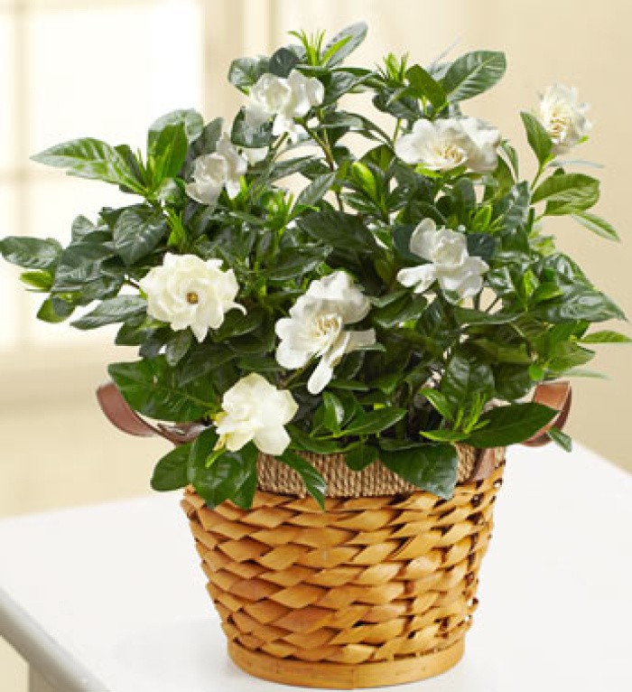 Gardenia in a Basket