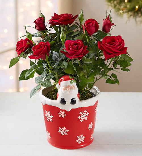 The Magic of Christmas Red Rose