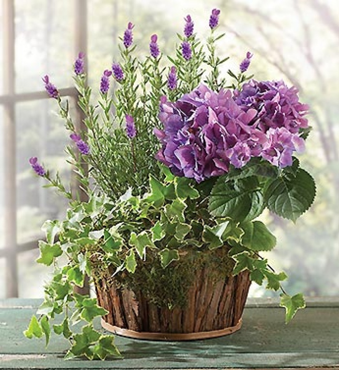 Lavender Dish Garden