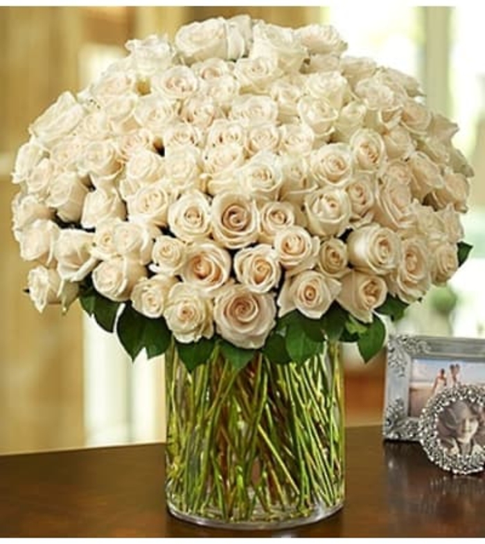 100 PREMIUM WHITE ROSES IN THE VASE