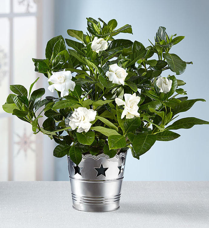 Starry Night Gardenia