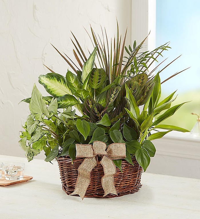 Classic Sympathy Dish Garden