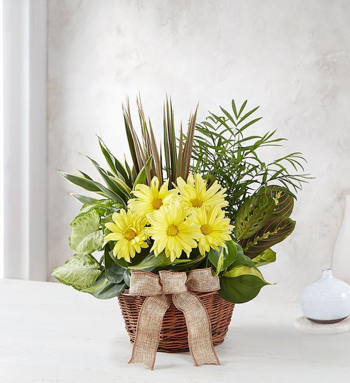 Dish Garden with Fresh Cut Flowers for Sympathy