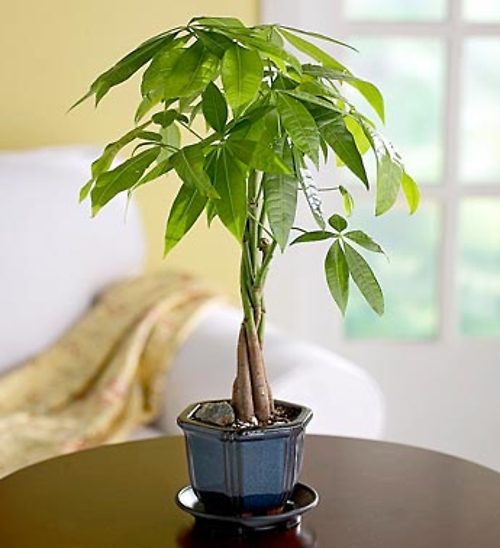 Money Tree Plant